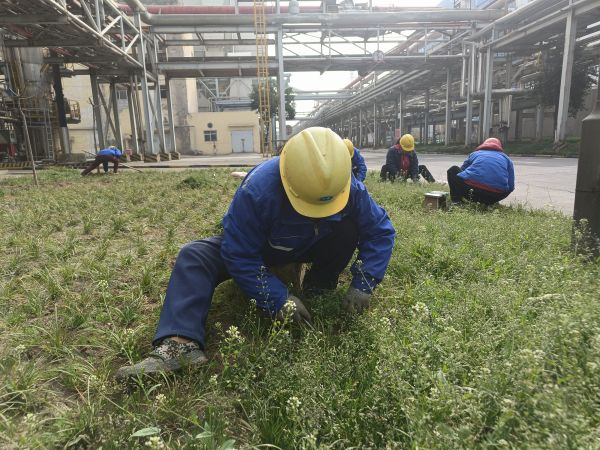 3月22日，行政保衛(wèi)部趙師傅等人在道路兩旁清除雜草。.jpg